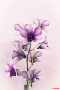 Orchid 7366